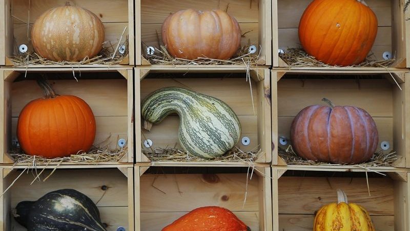 So lagern Sie einen Kürbis für den Winter in einem Keller: Schaffen Sie günstige Bedingungen, um das Gemüse nicht zu verderben