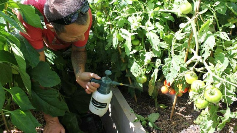 Wie und was man Tomaten aus der Spätfäule auf freiem Feld behandelt: Die besten Mittel und Regeln für das Sprühen von Tomaten