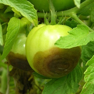 Wie und was man Tomaten aus der Spätfäule auf freiem Feld behandelt: Die besten Mittel und Regeln für das Sprühen von Tomaten