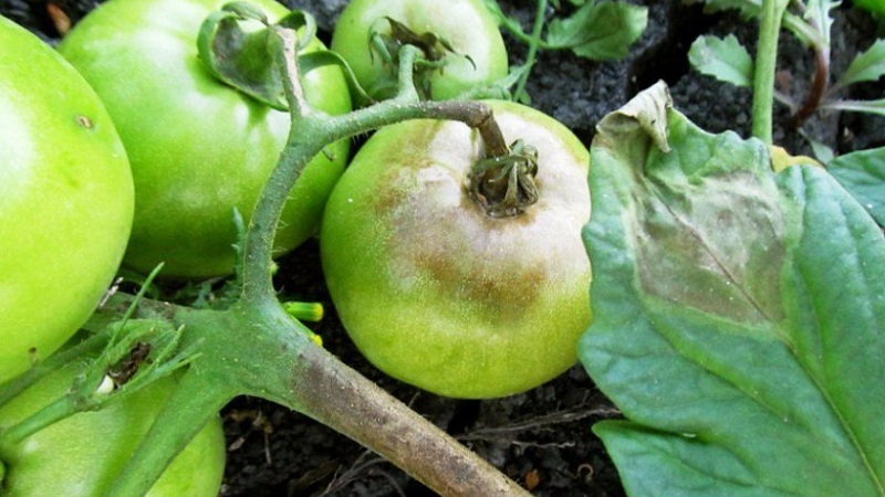 Wie und was man Tomaten aus der Spätfäule auf freiem Feld behandelt: Die besten Mittel und Regeln für das Sprühen von Tomaten