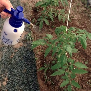 Wie und was man Tomaten aus der Spätfäule auf freiem Feld behandelt: Die besten Mittel und Regeln für das Sprühen von Tomaten