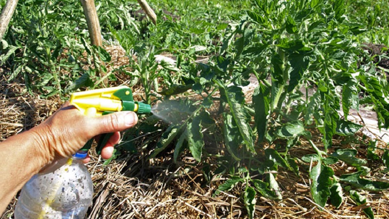 Wie und was man Tomaten aus der Spätfäule auf freiem Feld behandelt: Die besten Mittel und Regeln für das Sprühen von Tomaten