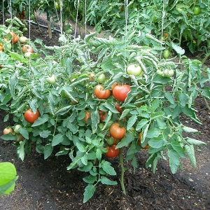 Wie und was man Tomaten aus der Spätfäule auf freiem Feld behandelt: Die besten Mittel und Regeln für das Sprühen von Tomaten