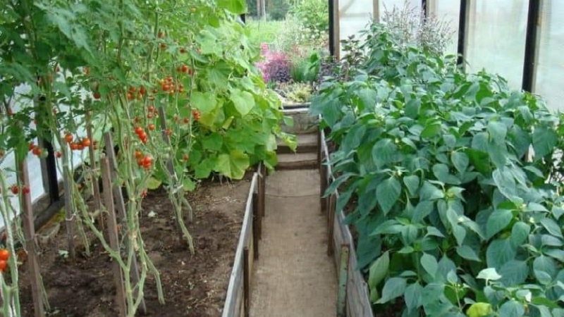 Wie, wann und was die Sämlinge von Paprika und Tomaten für eine reiche Ernte füttern sollen