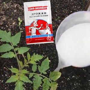 Wie, wann und was die Sämlinge von Paprika und Tomaten für eine reiche Ernte füttern sollen