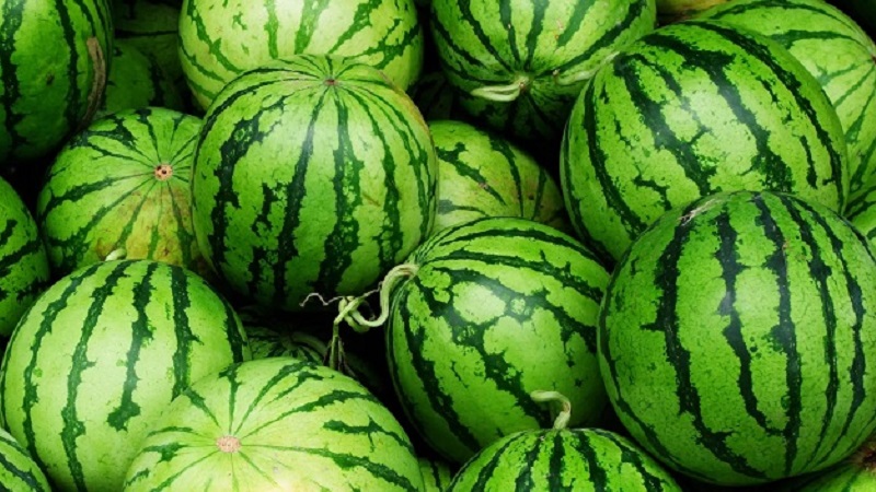 Wie man erkennt, ob eine Wassermelone ein Mädchen oder ein Junge ist und wie man eine süße, reife Frucht wählt