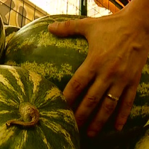 Wie man erkennt, ob eine Wassermelone ein Mädchen oder ein Junge ist und wie man eine süße, reife Frucht wählt