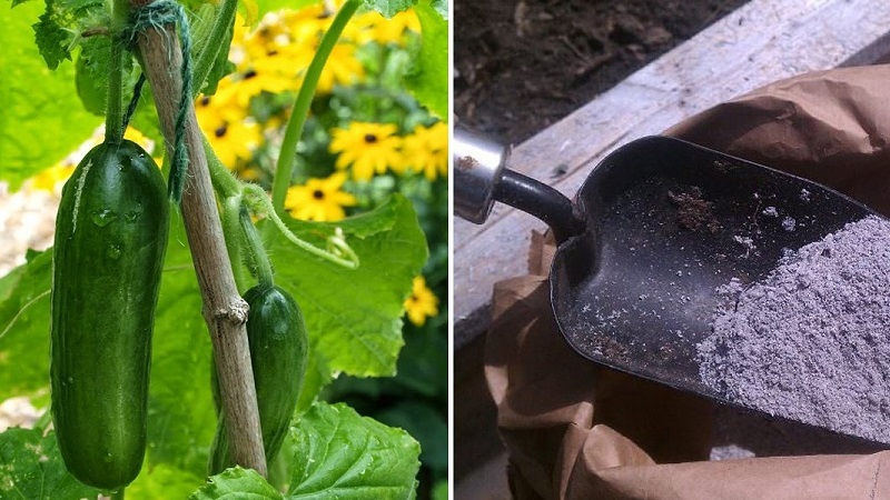 Wie man Gurken auf freiem Feld und in einem Gewächshaus mit Asche füttert und was dies für die zukünftige Ernte bedeutet