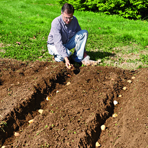 Wie man Kartoffeln im Garten pflanzt und anbaut