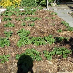 Wie man Kartoffeln im Garten pflanzt und anbaut