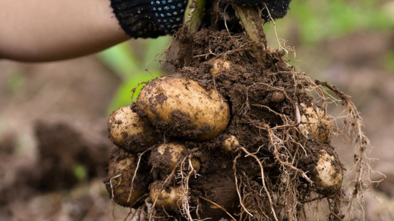 Wie man Kartoffeln im Garten pflanzt und anbaut