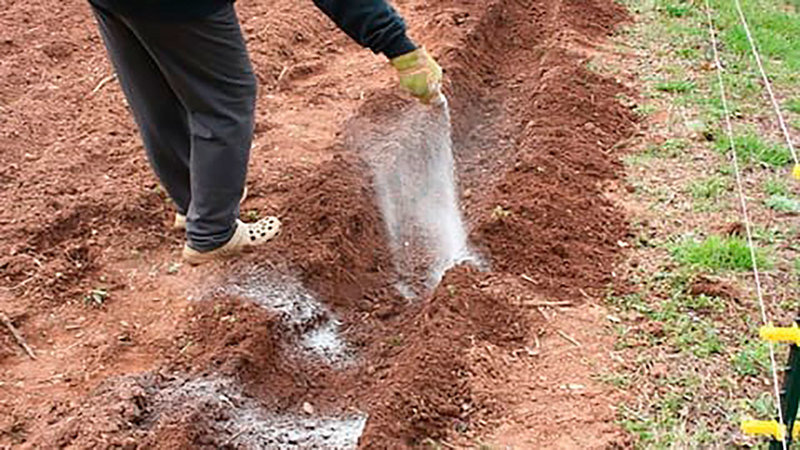 Wie man Kartoffeln im Garten pflanzt und anbaut