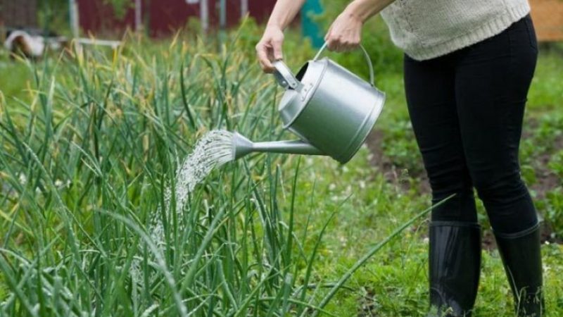 Wie man Zwiebeln auf freiem Feld und im Gewächshaus richtig gießt