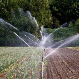 Wie man Zwiebeln auf freiem Feld und im Gewächshaus richtig gießt