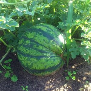 Wie man eine Wassermelone richtig pflanzt und züchtet