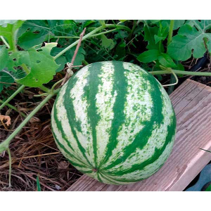 Wie man eine Wassermelone richtig pflanzt und züchtet