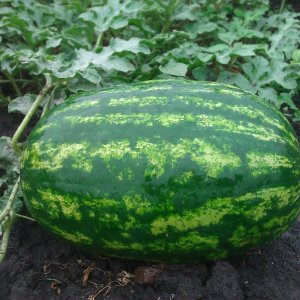 Wie man eine Wassermelone richtig pflanzt und züchtet