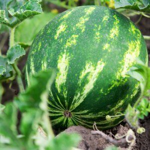 Wie man eine Wassermelone richtig pflanzt und züchtet