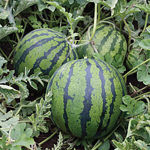 Wie man eine Wassermelone richtig pflanzt und züchtet