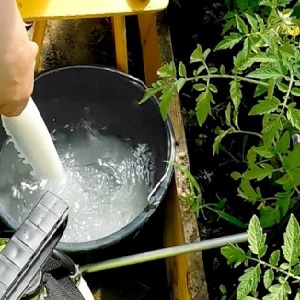 Verwendung von Phytophthora-Serum bei Tomaten: Wir bekämpfen die Krankheit effektiv, schnell und kostengünstig