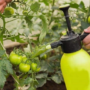 Verwendung von Phytophthora-Serum bei Tomaten: Wir bekämpfen die Krankheit effektiv, schnell und kostengünstig