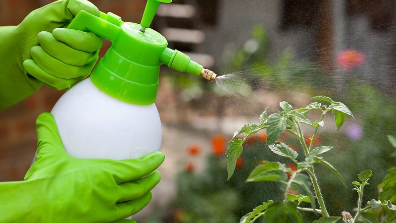 Verwendung von Phytophthora-Serum bei Tomaten: Wir bekämpfen die Krankheit effektiv, schnell und kostengünstig