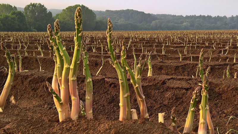 Wie Spargel wächst: Outdoor-Anbau und Pflege für Anfänger