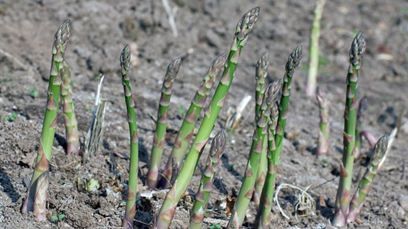 Wie Spargel wächst: Outdoor-Anbau und Pflege für Anfänger