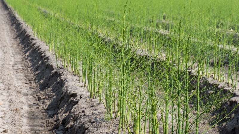 Wie Spargel wächst: Outdoor-Anbau und Pflege für Anfänger