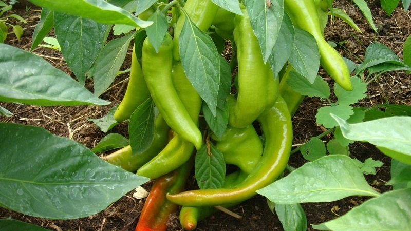 Wie man die Reifung von Paprika in einem Gewächshaus beschleunigt: die besten Wege und Lebenshacks für erfahrene Sommerbewohner