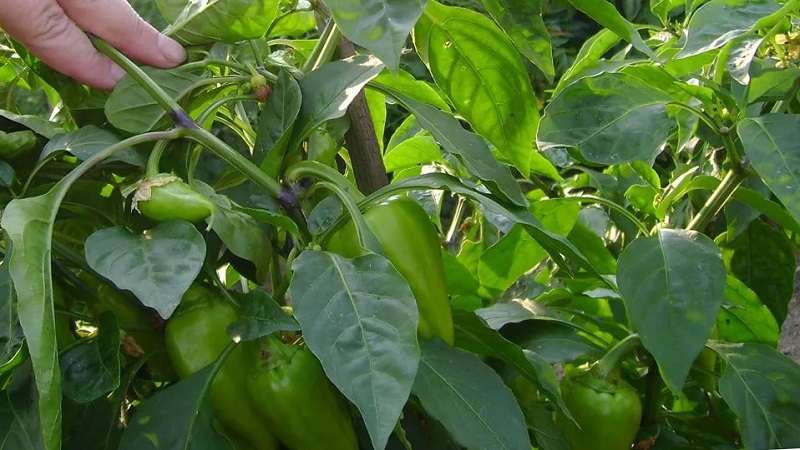 Wie man die Reifung von Paprika in einem Gewächshaus beschleunigt: die besten Wege und Lebenshacks für erfahrene Sommerbewohner