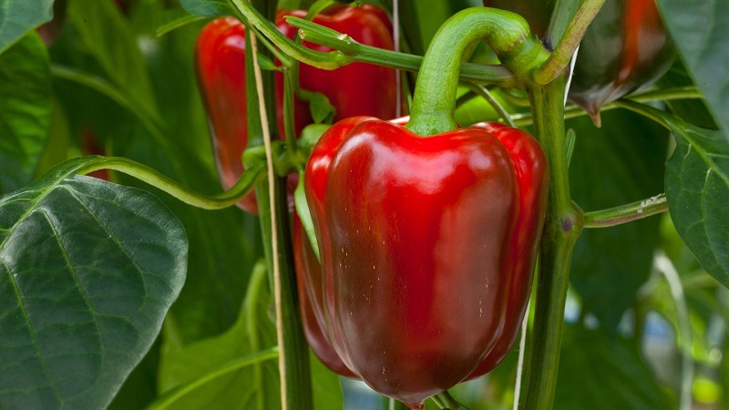 Wie man die Reifung von Paprika in einem Gewächshaus beschleunigt: die besten Wege und Lebenshacks für erfahrene Sommerbewohner