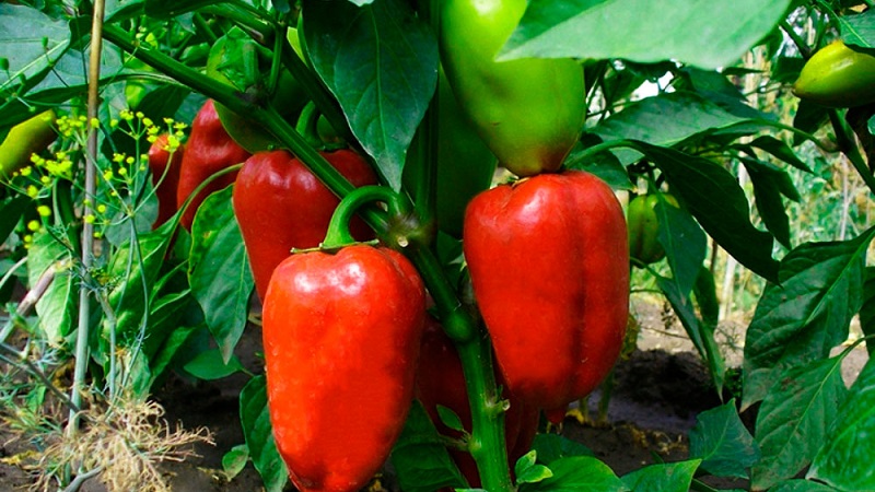 Wie man die Reifung von Paprika in einem Gewächshaus beschleunigt: die besten Wege und Lebenshacks für erfahrene Sommerbewohner