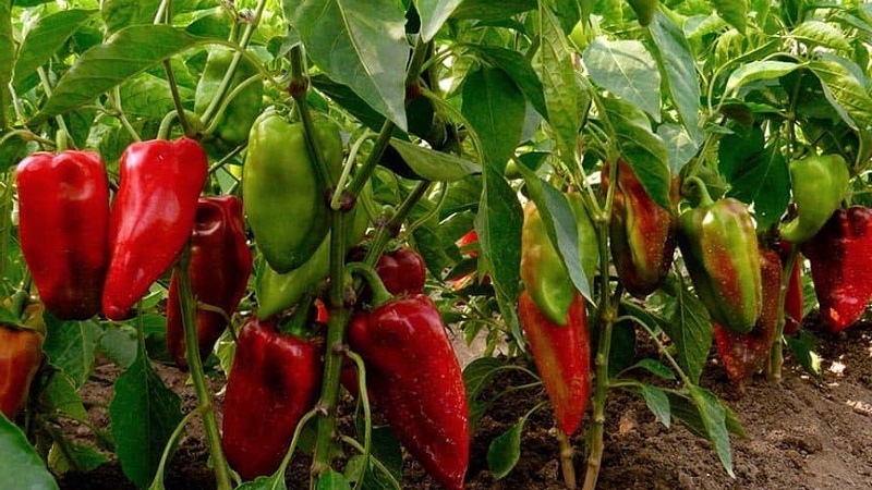 Wie man die Reifung von Paprika in einem Gewächshaus beschleunigt: die besten Wege und Lebenshacks für erfahrene Sommerbewohner