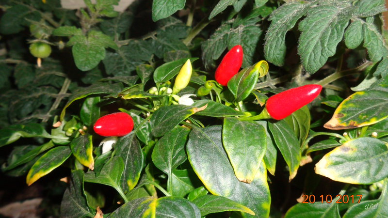 Wie man eine Sorte auswählt und Paprika auf einer Fensterbank oder einem Balkon richtig anbaut