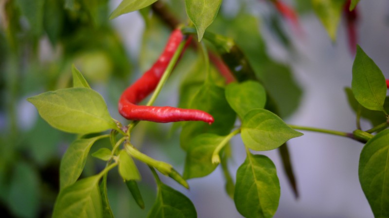 Wie man eine Sorte auswählt und Paprika auf einer Fensterbank oder einem Balkon richtig anbaut