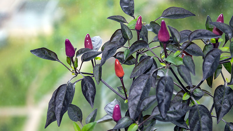 Wie man eine Sorte auswählt und Paprika auf einer Fensterbank oder einem Balkon richtig anbaut