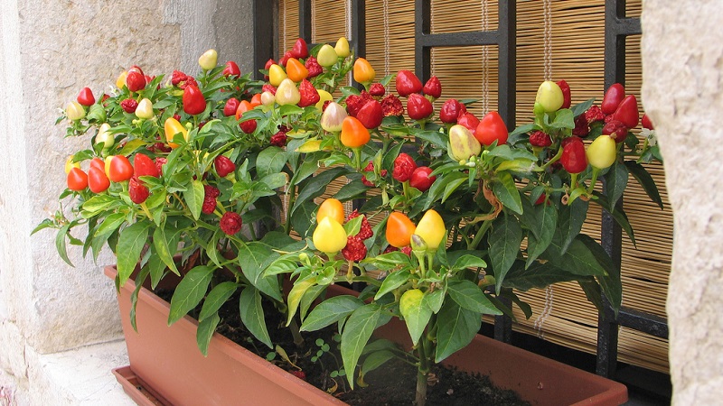 Wie man eine Sorte auswählt und Paprika auf einer Fensterbank oder einem Balkon richtig anbaut