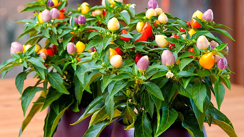 Wie wächst und pflegt man Zierpaprika Capsicum und kann man sie essen?