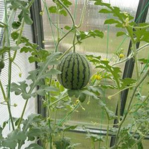 Wie man zu Hause eine Wassermelone aus einem Stein züchtet: Schritt für Schritt Anleitung