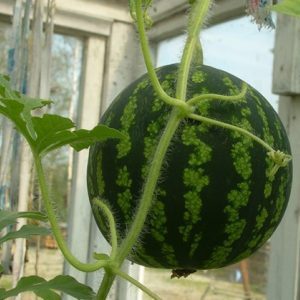 Wie man zu Hause eine Wassermelone aus einem Stein züchtet: Schritt für Schritt Anleitung