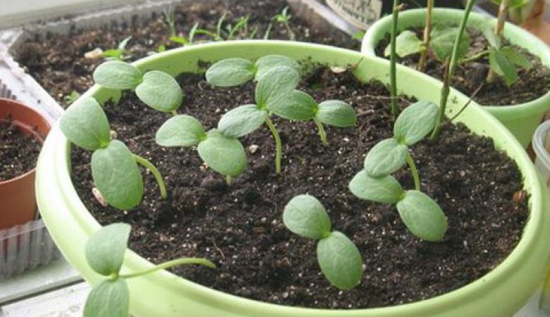 Wie man zu Hause eine Wassermelone aus einem Stein züchtet: Schritt für Schritt Anleitung