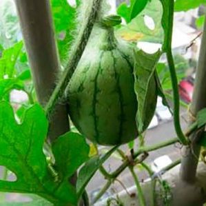 Wie man zu Hause eine Wassermelone aus einem Stein züchtet: Schritt für Schritt Anleitung