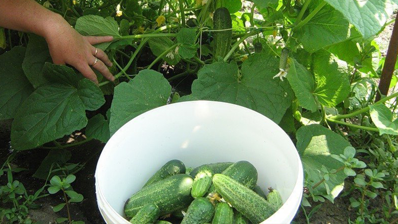 Geheimnisse der besten Agronomen: wie man Gurken im Freien anbaut