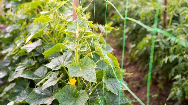 Geheimnisse der besten Agronomen: wie man Gurken im Freien anbaut