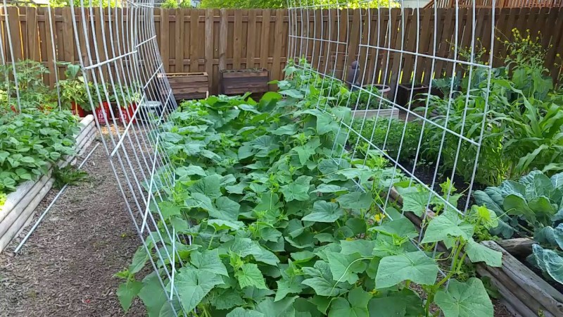 Geheimnisse der besten Agronomen: wie man Gurken im Freien anbaut