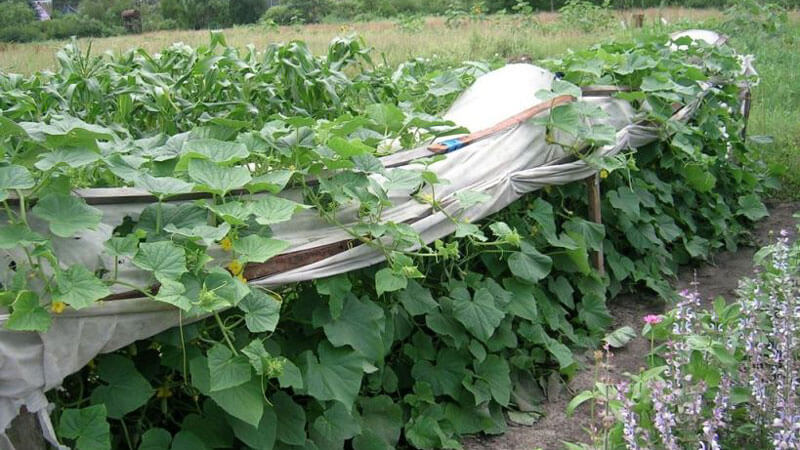 Geheimnisse der besten Agronomen: wie man Gurken im Freien anbaut