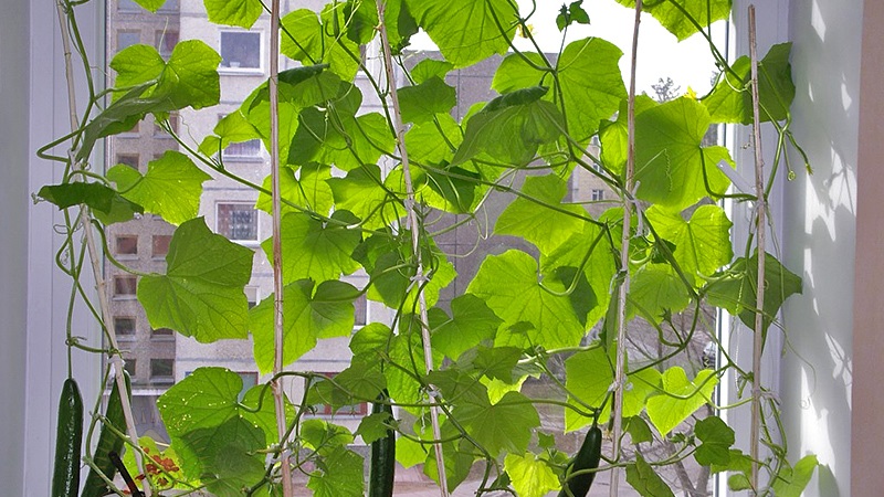 Wie man im Winter Gurken auf der Fensterbank anbaut