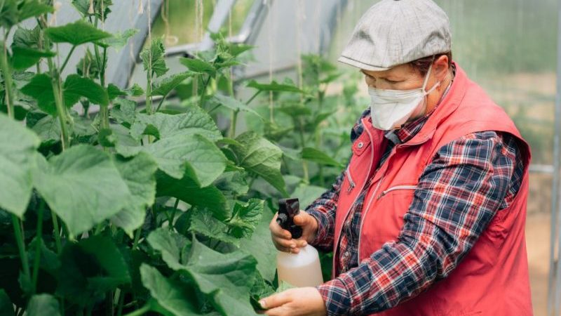 Welche Düngung kann für Gurken in einem Gewächshaus während der Fruchtbildung verwendet werden