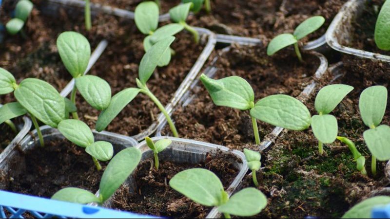 Welche Arten von Wassermelonen sind für das Pflanzen in Sibirien vorzuziehen?